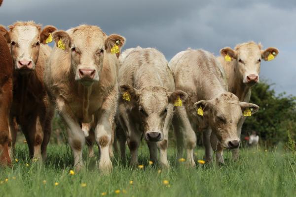 Farmer focus - aiming for ideal body condition score at turnout Farmer focus - aiming for ideal body condition score at turnout
