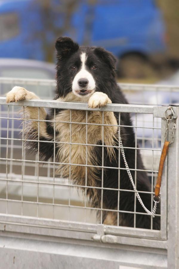 Dangers of using large animal wormers in dogs Dangers of using large animal wormers in dogs