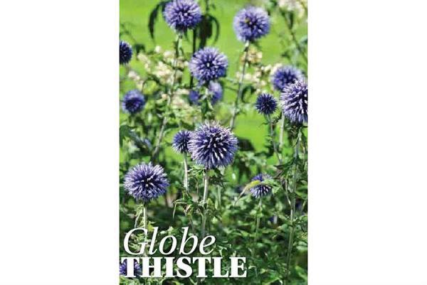 Globe thistle, an uncommon shape but easy to grow Globe thistle, an uncommon shape but easy to grow