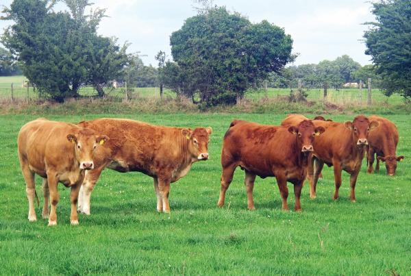 On the ground - Expanding the suckler herd On the ground - Expanding the suckler herd