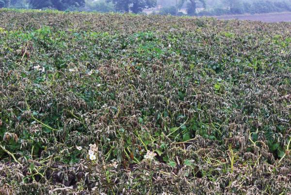 Advice on safe use of Reglone for potato desiccation Advice on safe use of Reglone for potato desiccation