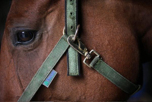 Eleanor's Diary: Your guide to all equestrian events happening this week Eleanor's Diary: Your guide to all equestrian events happening this week