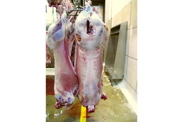 Testing the meat yield lamb grade difference Testing the meat yield lamb grade difference