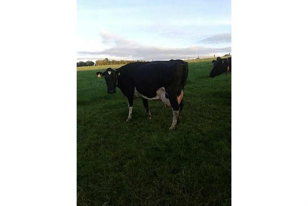 Deise family farm deliver higher profits Deise family farm deliver higher profits