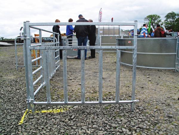 Eye catching features at NI sheep event Eye catching features at NI sheep event