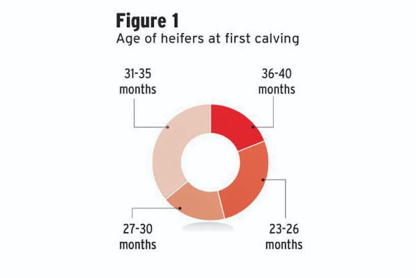 32 months average age of calving heifers: ICBF 32 months average age of calving heifers: ICBF