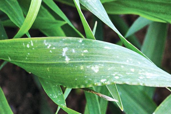 Spring crops suffer as soils dry out Spring crops suffer as soils dry out
