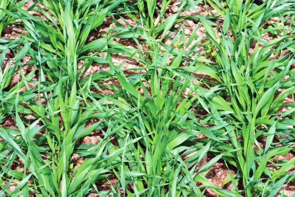 Early management of spring barley and wheat Early management of spring barley and wheat