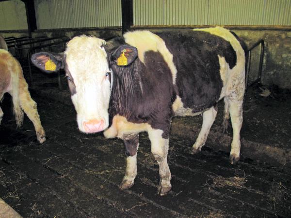 Sourcing quality replacement heifers Sourcing quality replacement heifers