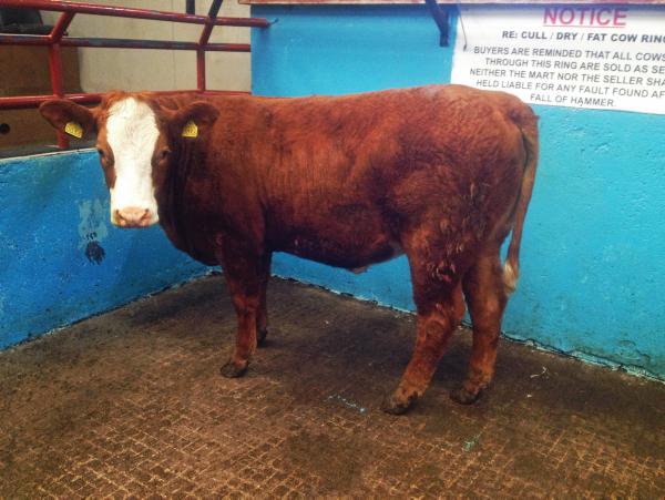 Sourcing quality replacement heifers Sourcing quality replacement heifers