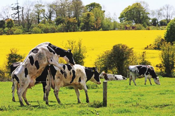Take early action with non-cycling cows for compact calving pattern Take early action with non-cycling cows for compact calving pattern