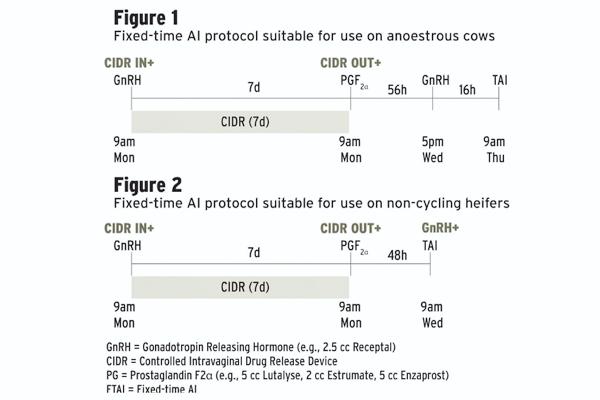Take early action with non-cycling cows for compact calving pattern Take early action with non-cycling cows for compact calving pattern