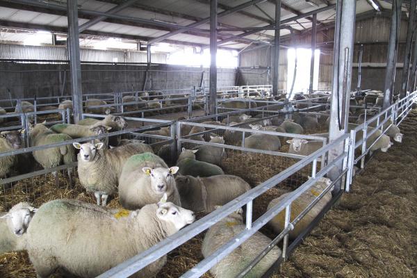 Target mid-pregnancy feeding to ewe body condition score Target mid-pregnancy feeding to ewe body condition score