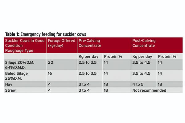 Filling the gap to grass Filling the gap to grass