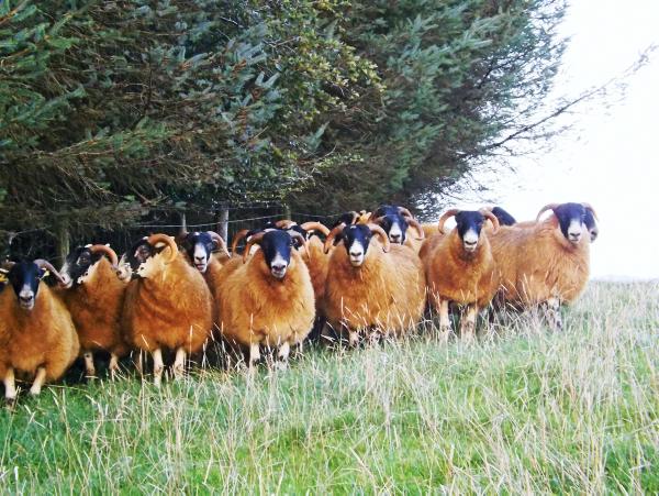 Donegal Blackface breeders get new lease of life Donegal Blackface breeders get new lease of life