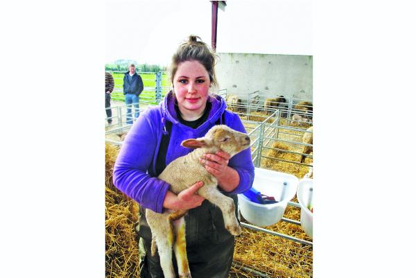 The entropion risks in lambs
The entropion risks in lambs