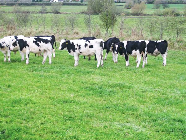 Housing time for dairy bulls Housing time for dairy bulls