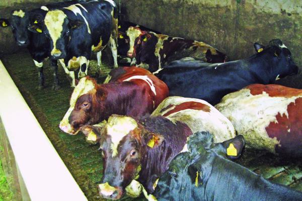 Housing time for dairy bulls Housing time for dairy bulls