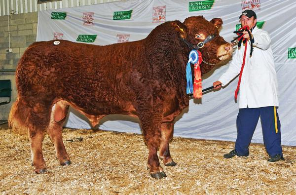 Mayo breeder takes junior title and top price of €9,600 Mayo breeder takes junior title and top price of €9,600
