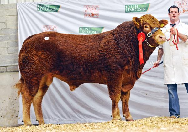 Mayo breeder takes junior title and top price of €9,600 Mayo breeder takes junior title and top price of €9,600