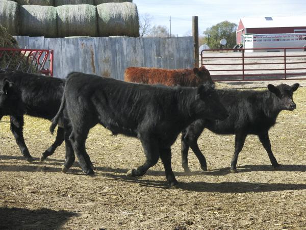 So how do they produce for these factories? So how do they produce for these factories?