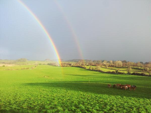 Farmer writes: Testing reveals unwelcome return of rumen fluke Farmer writes: Testing reveals unwelcome return of rumen fluke