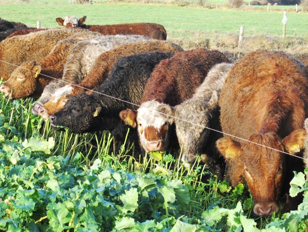 BETTER Farm: On the ground with Adrian Kelly, Co Offaly BETTER Farm: On the ground with Adrian Kelly, Co Offaly