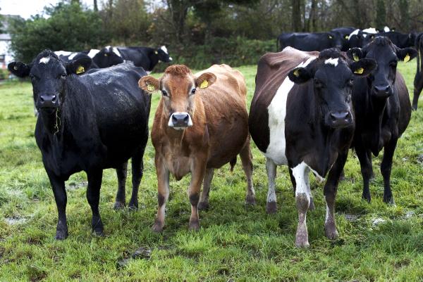 Choosing the right cow breed - what cow will suit post quota Ireland? Choosing the right cow breed - what cow will suit post quota Ireland?