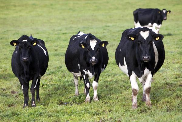 Choosing the right cow breed - what cow will suit post quota Ireland? Choosing the right cow breed - what cow will suit post quota Ireland?