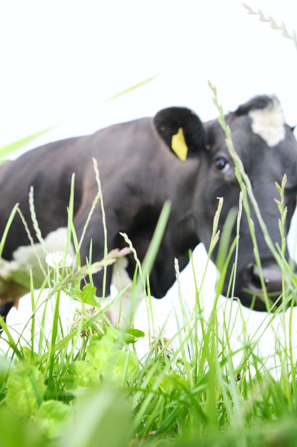 Choosing the right cow breed - what cow will suit post quota Ireland? Choosing the right cow breed - what cow will suit post quota Ireland?