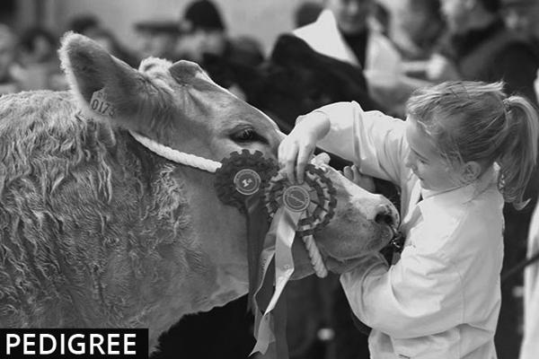 Cull cow competition gets strong response Cull cow competition gets strong response