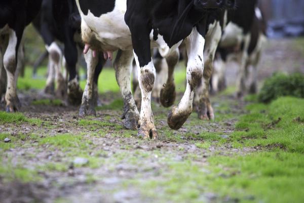 Vet's corner: An Unwanted Christmas Present Vet's corner: An Unwanted Christmas Present