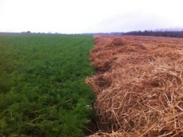 Farmer writes: Frost protection in field thankfully untested Farmer writes: Frost protection in field thankfully untested