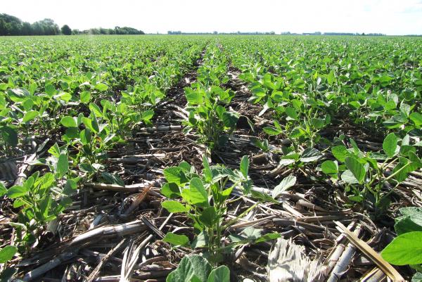 Could GM crops be of benefit to Irish farmers? Could GM crops be of benefit to Irish farmers?