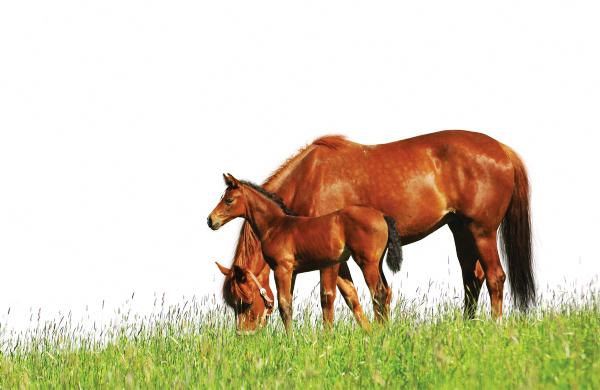 Sleepwalking through a welfare crisis Sleepwalking through a welfare crisis