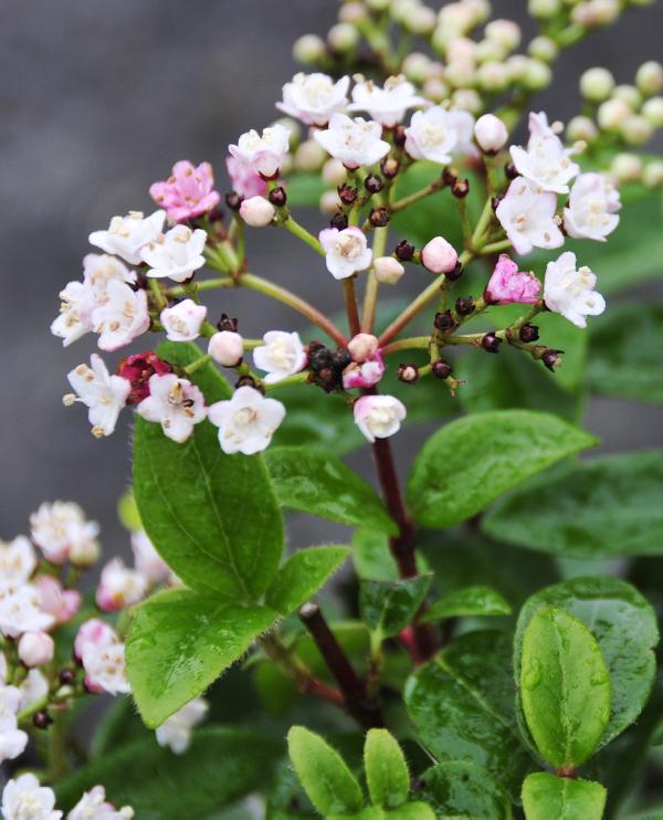 Add some colour to your winter garden Add some colour to your winter garden