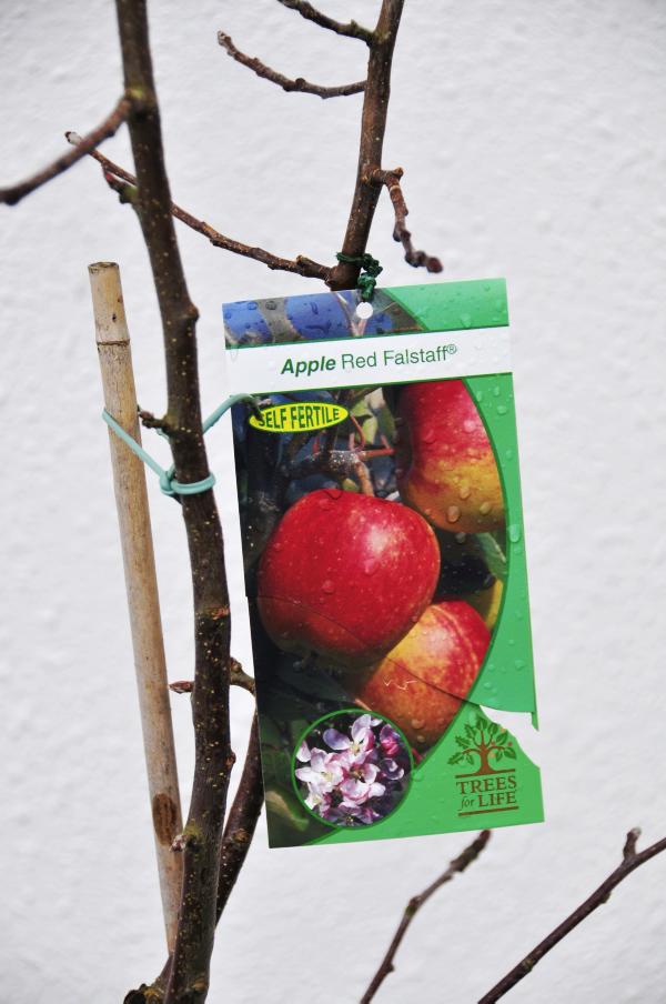 Add some colour to your winter garden Add some colour to your winter garden