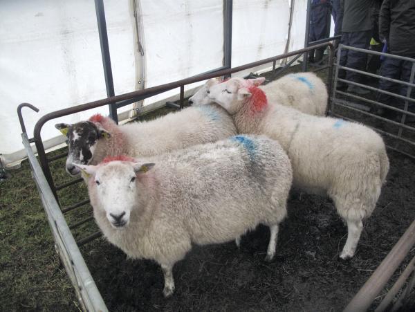 Tackling ewe efficency on the hills Tackling ewe efficency on the hills