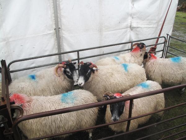 Tackling ewe efficency on the hills Tackling ewe efficency on the hills