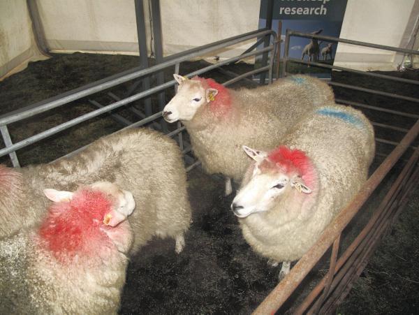 Tackling ewe efficency on the hills Tackling ewe efficency on the hills