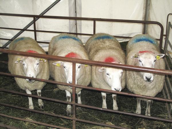 Tackling ewe efficency on the hills Tackling ewe efficency on the hills