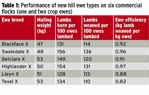 Tackling ewe efficency on the hills Tackling ewe efficency on the hills