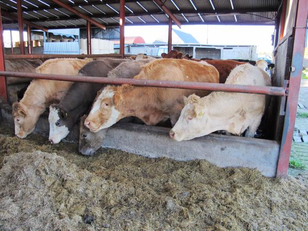 BETTER Farm: Taking steps to relieve tight fodder supplies in Co Meath BETTER Farm: Taking steps to relieve tight fodder supplies in Co Meath