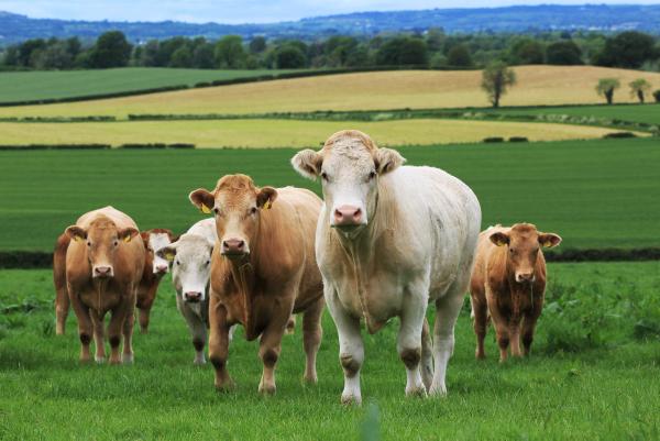 Banks looking for farmer business Banks looking for farmer business