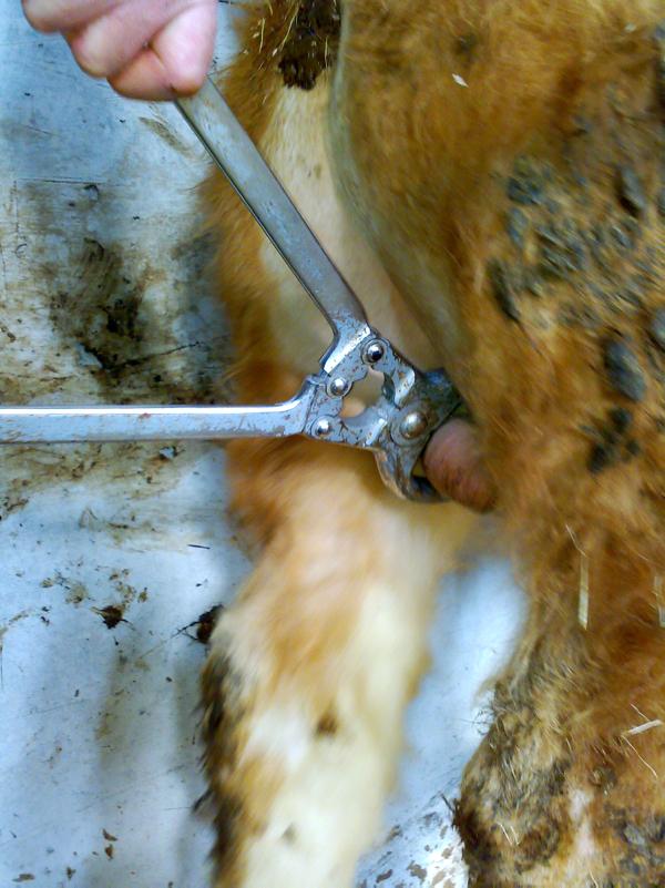 Castration options and impact on animal performance Premium