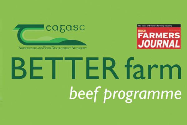 BETTER Farm: Spring calving cows going out to grass in Westmeath BETTER Farm: Spring calving cows going out to grass in Westmeath