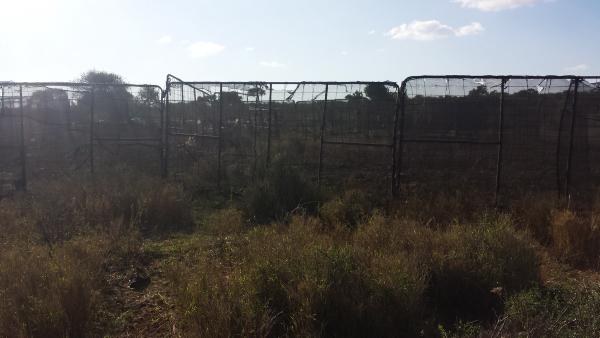 Farmer writes: Lions, leopards and hyenas biggest risks to calf mortality rate