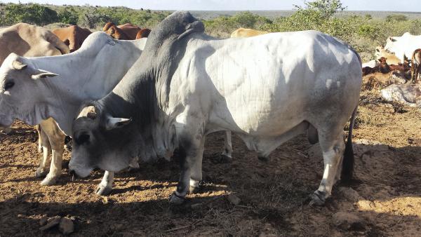 Farmer writes: Lions, leopards and hyenas biggest risks to calf mortality rate