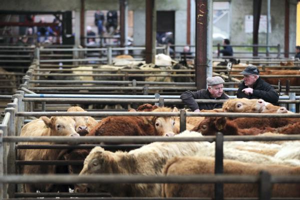 What's on in mart sales in the coming weeks What's on in mart sales in the coming weeks