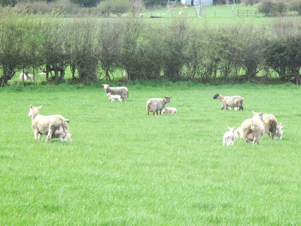 322 ewes give birth to more than 700 lambs 322 ewes give birth to more than 700 lambs